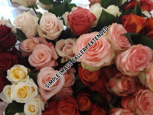 rosenaktion_3